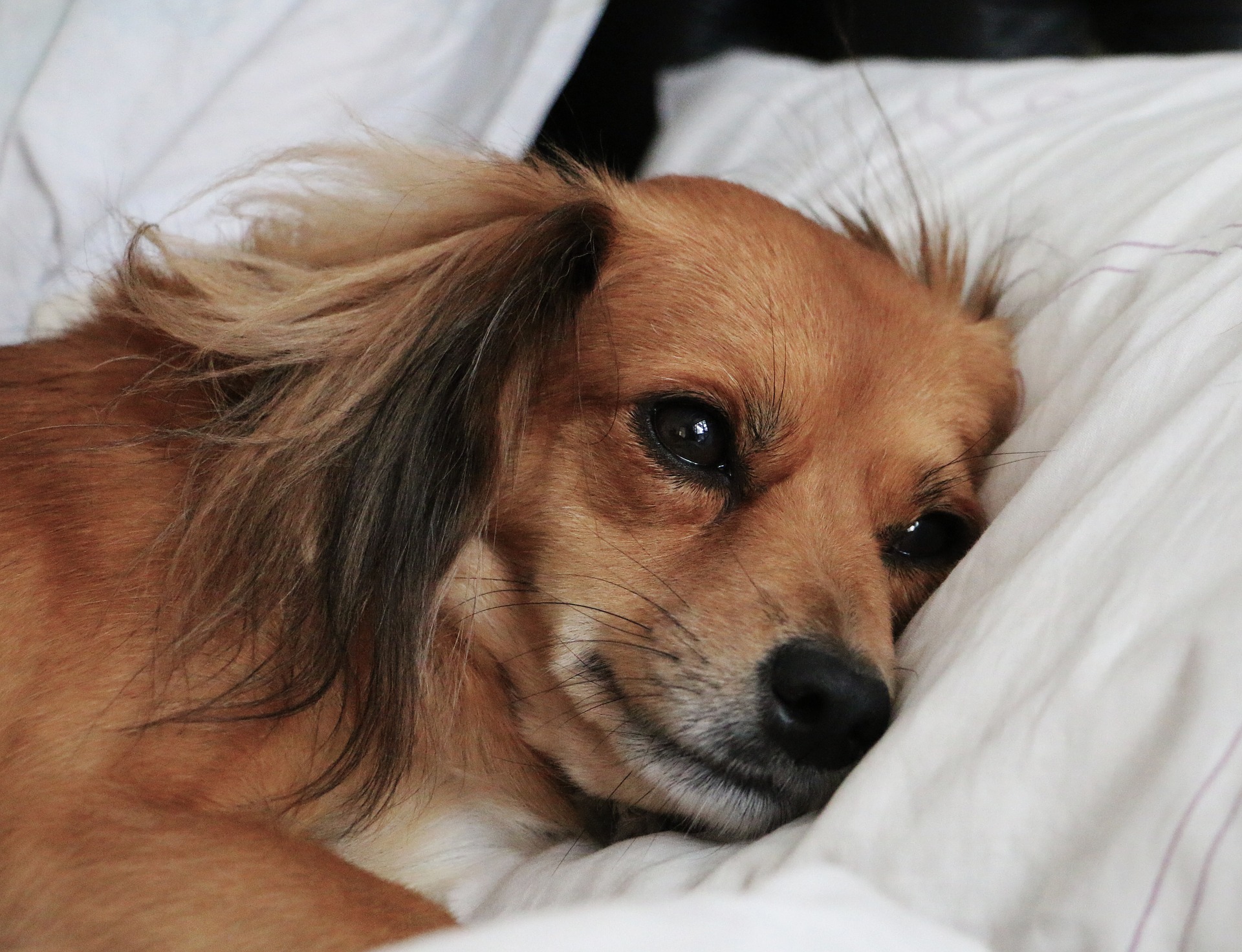 dog in bed